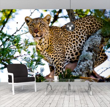 Bild på Leopard on the tree Tanzania Serengeti